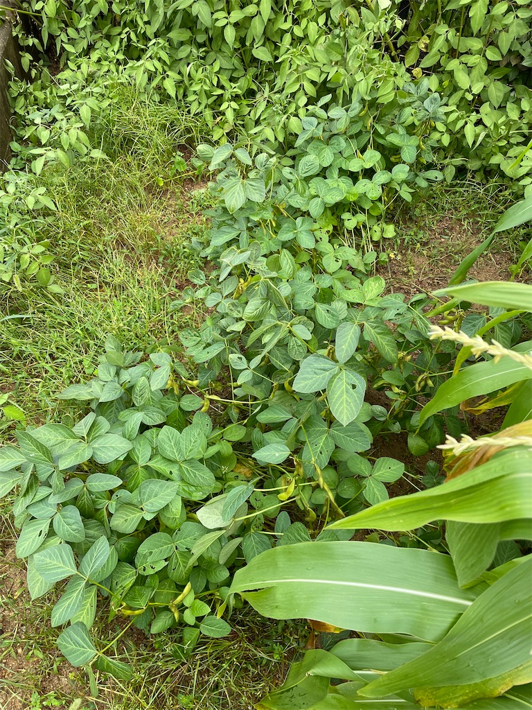 f:id:honeyhornet:20210815090512j:image