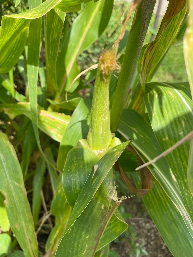 f:id:honeyhornet:20210904144559j:image