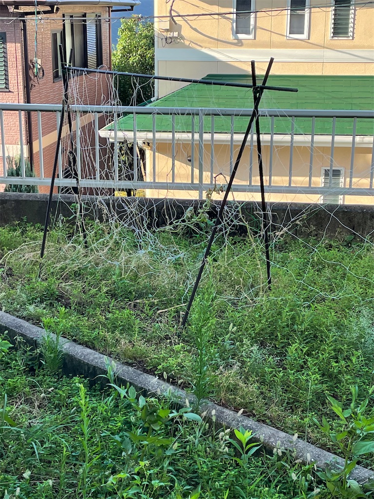 f:id:honeyhornet:20210919142516j:image