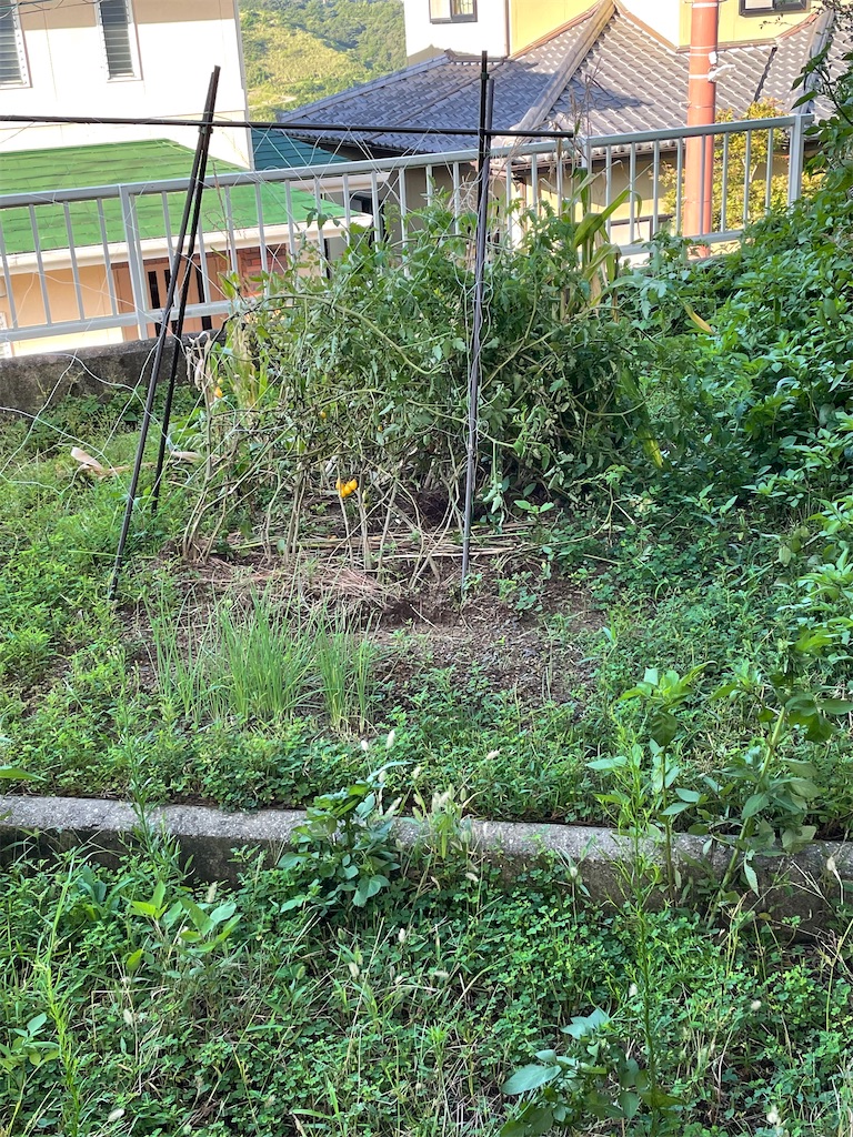 f:id:honeyhornet:20210919142519j:image