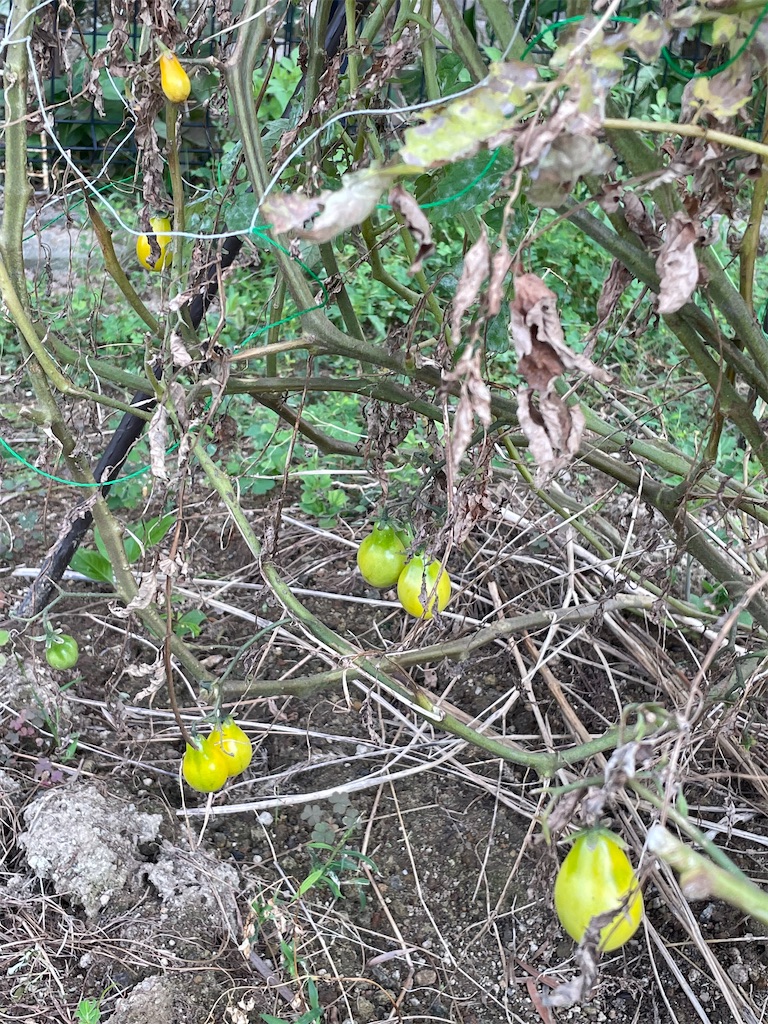 f:id:honeyhornet:20210925090824j:image