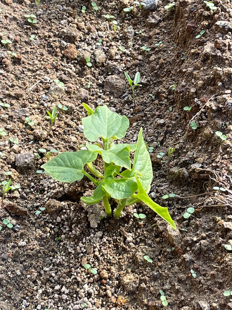 f:id:honeyhornet:20211118155201j:image