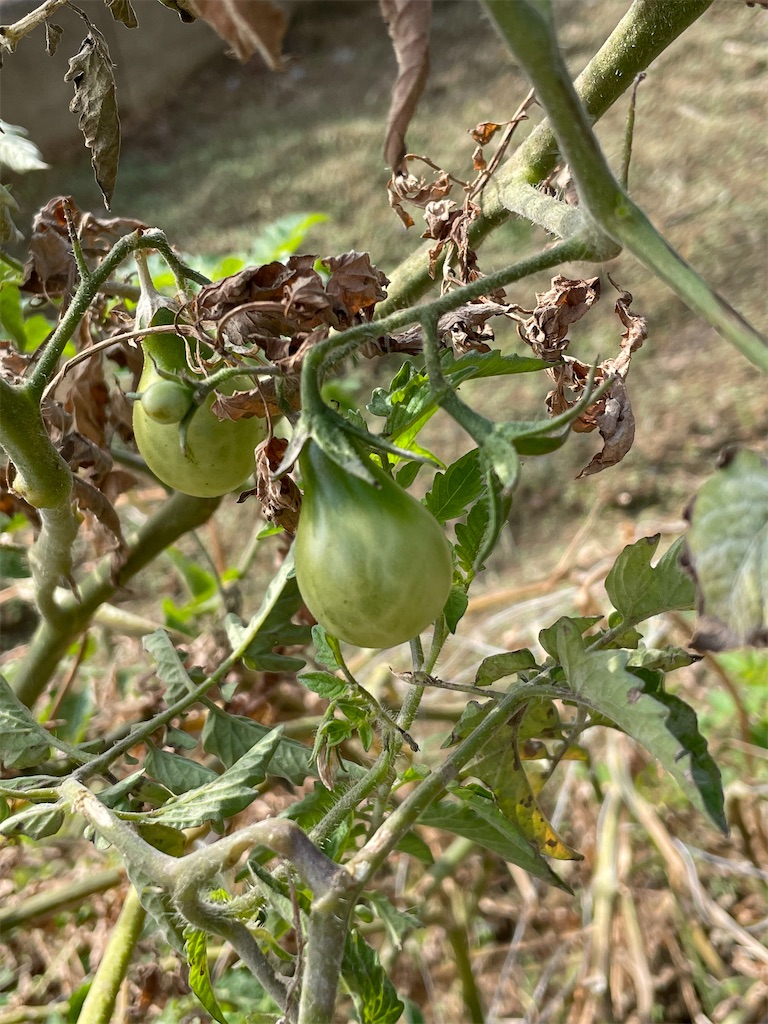 f:id:honeyhornet:20211118171004j:image