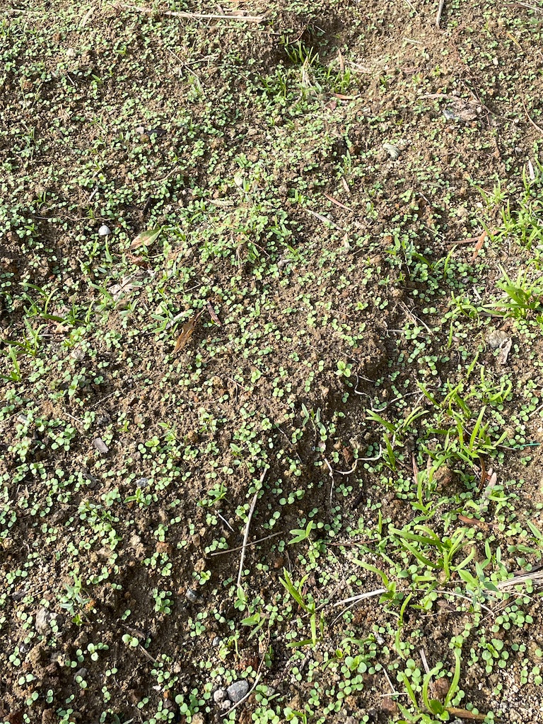 f:id:honeyhornet:20211118171006j:image