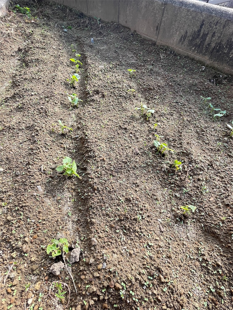 f:id:honeyhornet:20211118171009j:image