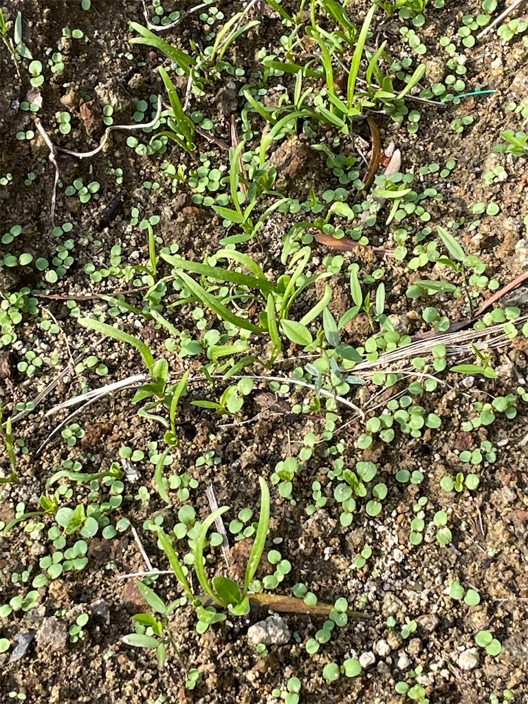 f:id:honeyhornet:20211118171017j:image