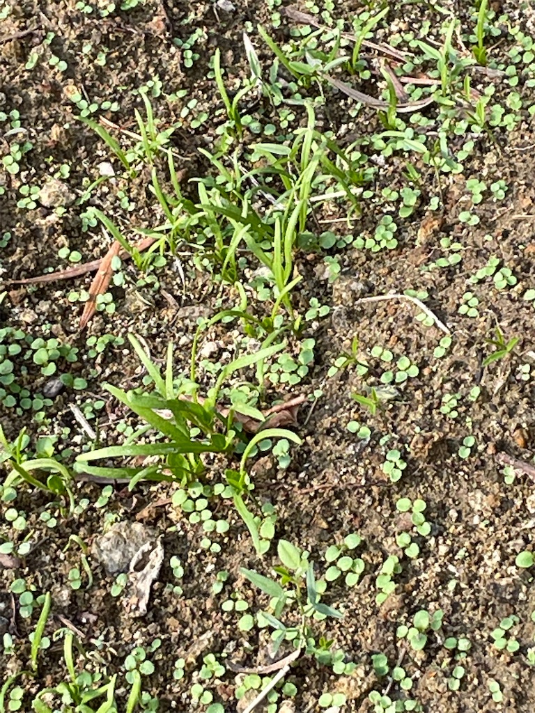 f:id:honeyhornet:20211118171022j:image