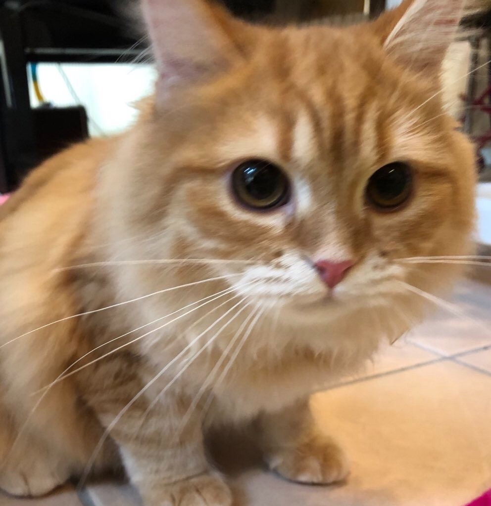 f:id:honeyhornet:20220317005226j:image