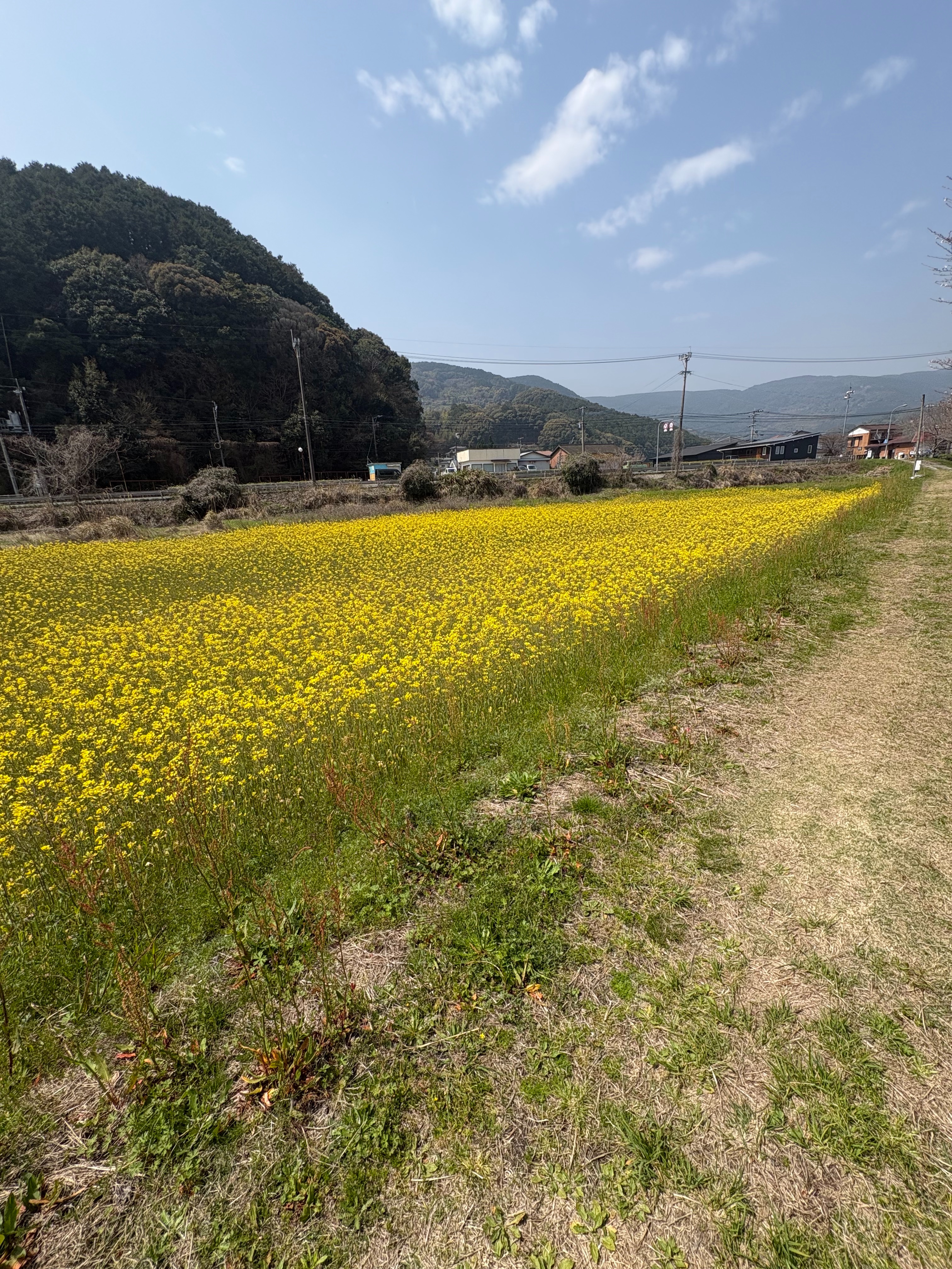 f:id:honeyhornet:20260329153705j:image