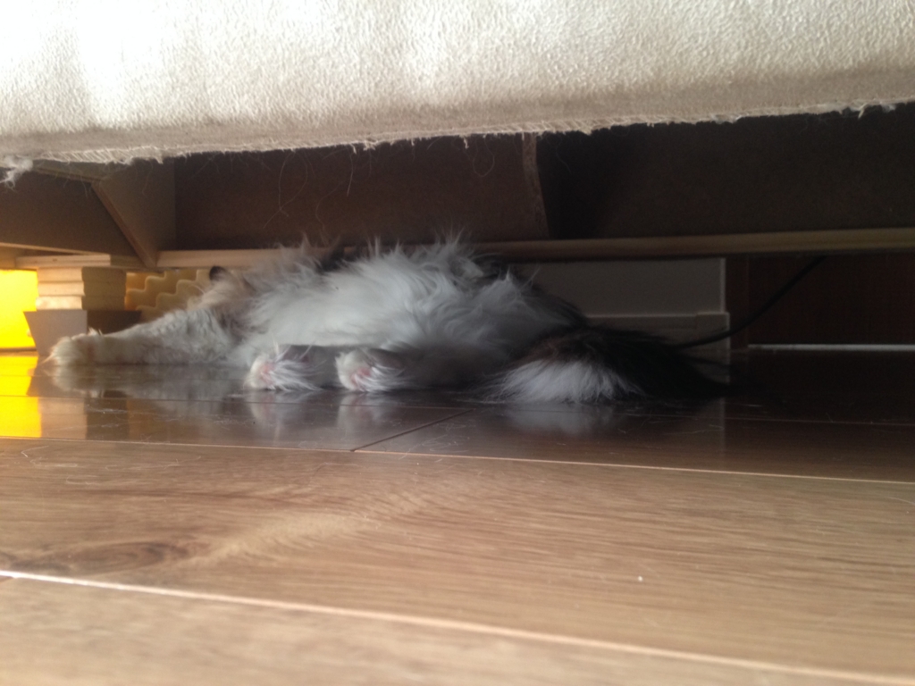 f:id:honeylab:20170310105855j:plain f:id:honeylab:20170310105855j:plain