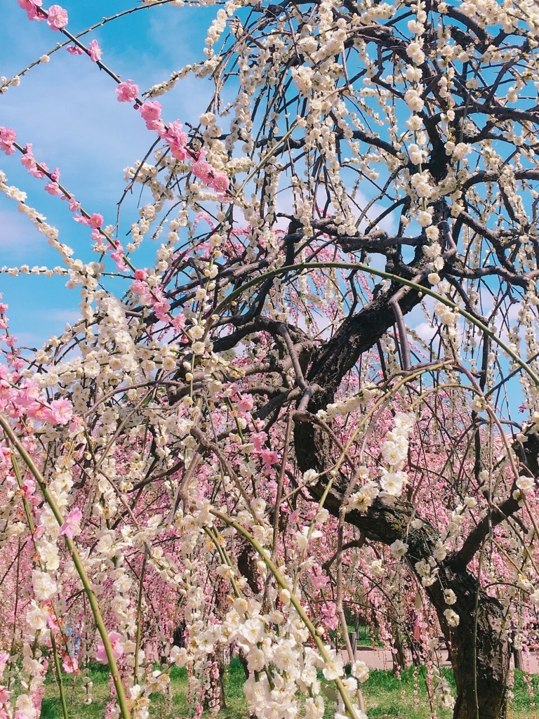 f:id:honeylesson:20180318230301j:plain f:id:honeylesson:20180318230301j:plain