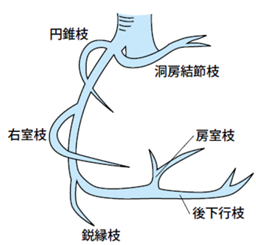 房室結節