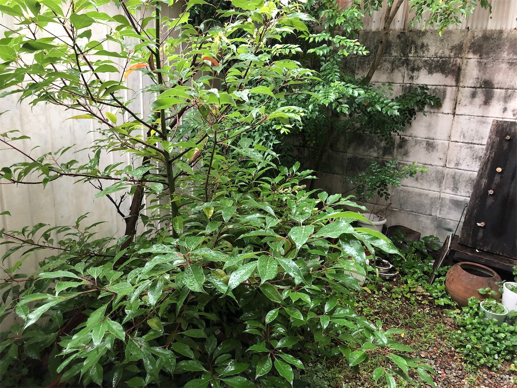 f:id:honeysuckle01:20190903204451j:image f:id:honeysuckle01:20190903204451j:image