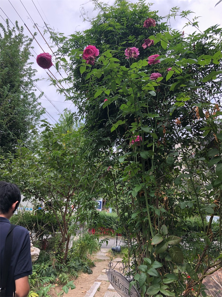f:id:honeysuckle01:20191001083332j:image f:id:honeysuckle01:20191001083332j:image
