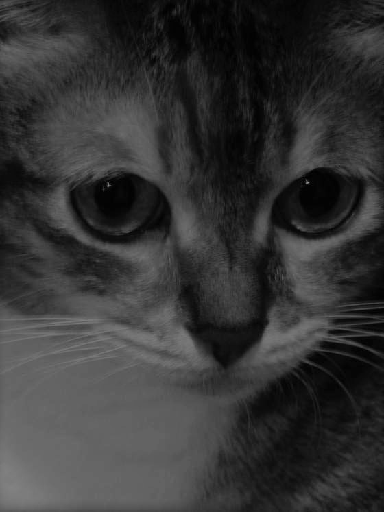 f:id:hongkonghongkong:20161223135847j:plain