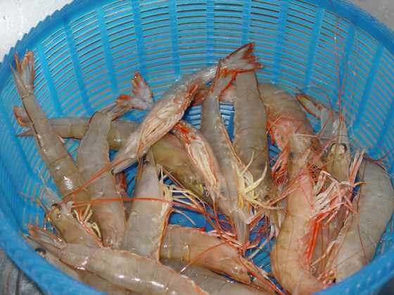 f:id:hongkonghongkong:20170318181955j:plain