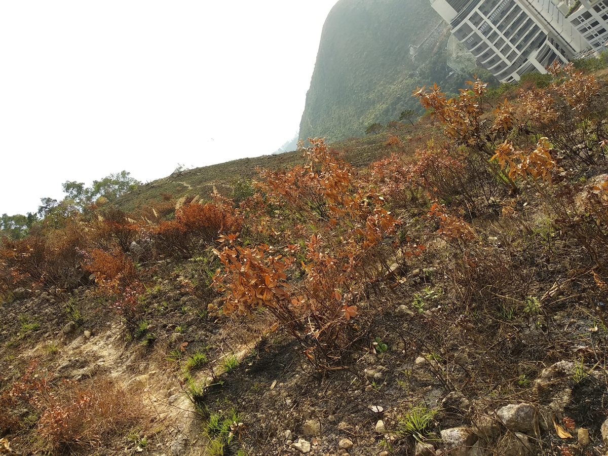 f:id:hongkonghongkong:20200729144414j:plain