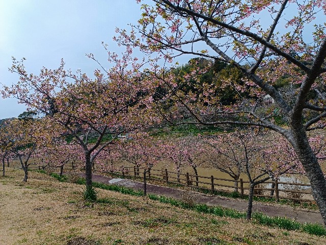 f:id:hongkongjapan:20250314174730j:image