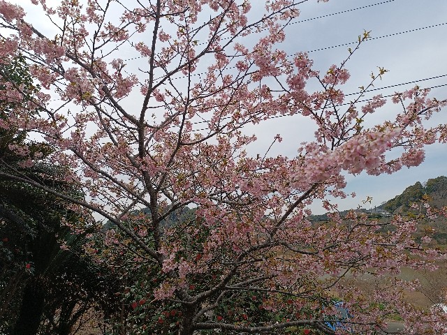 f:id:hongkongjapan:20250314174902j:image