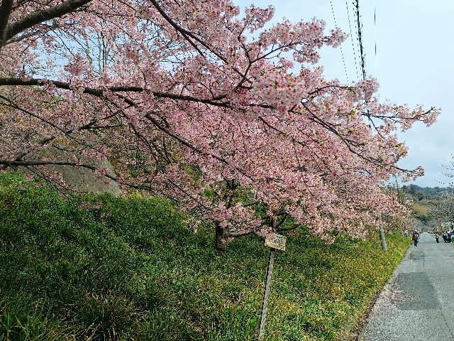 f:id:hongkongjapan:20250314174939j:image