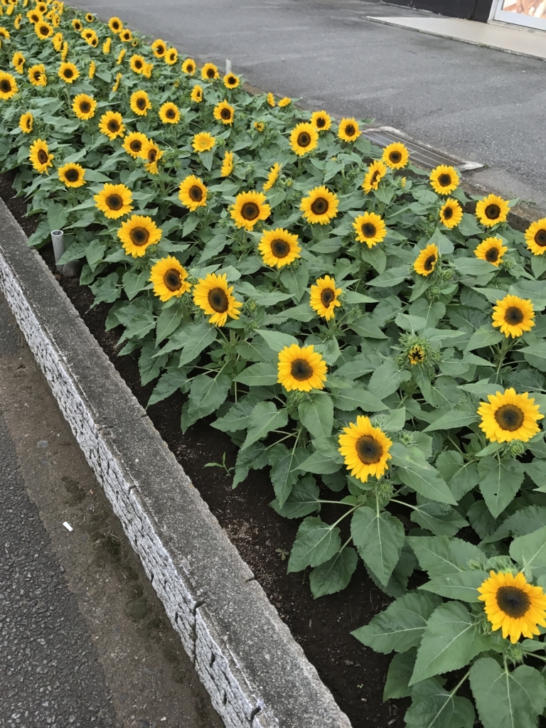 f:id:hongotomoki:20170822184920j:plain f:id:hongotomoki:20170822184920j:plain