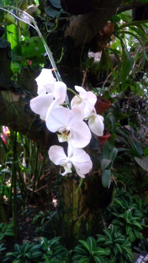 f:id:honkaraasuwotukuru:20180621191005j:plain f:id:honkaraasuwotukuru:20180621191005j:plain