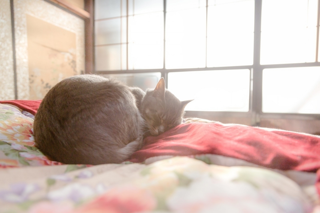 f:id:honkidehon:20180219141818j:plain