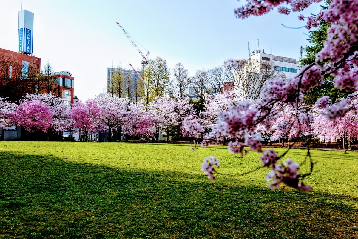 LX2❤️ライカ大口径神レンズ搭載❤️春の桜をライカで撮ろう