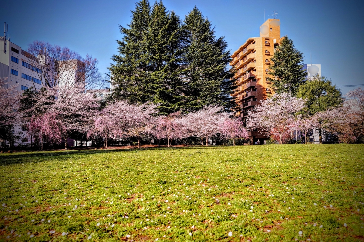 圧倒的描画性能に驚いた！ライカQ3での”本気の桜撮影”をご覧
