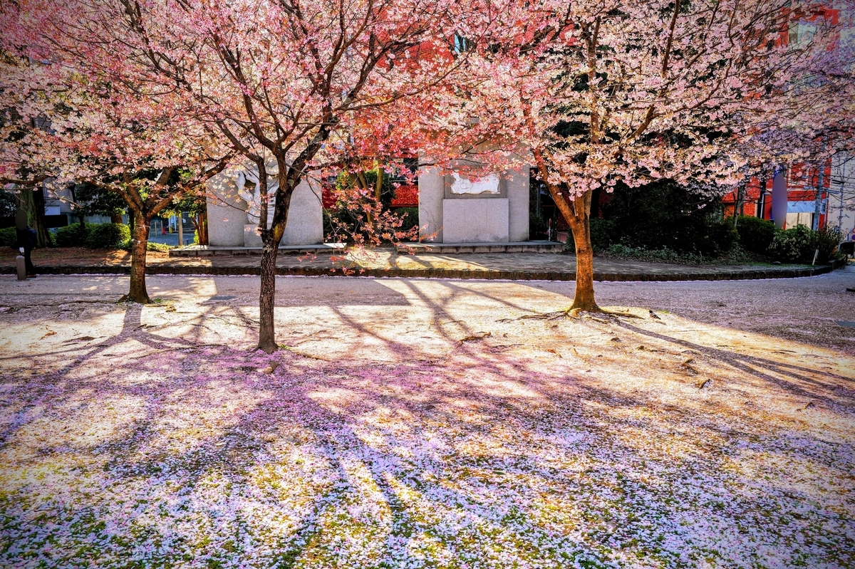 圧倒的描画性能に驚いた！ライカQ3での”本気の桜撮影”をご覧ください