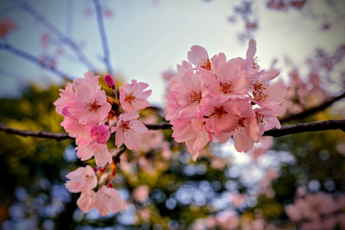 LX2❤️ライカ大口径神レンズ搭載❤️春の桜をライカで撮ろう❤️スマホに写真転送OK❤️ LX2❤️ライカ大口径神レンズ搭載❤️春の桜をライカで撮ろう