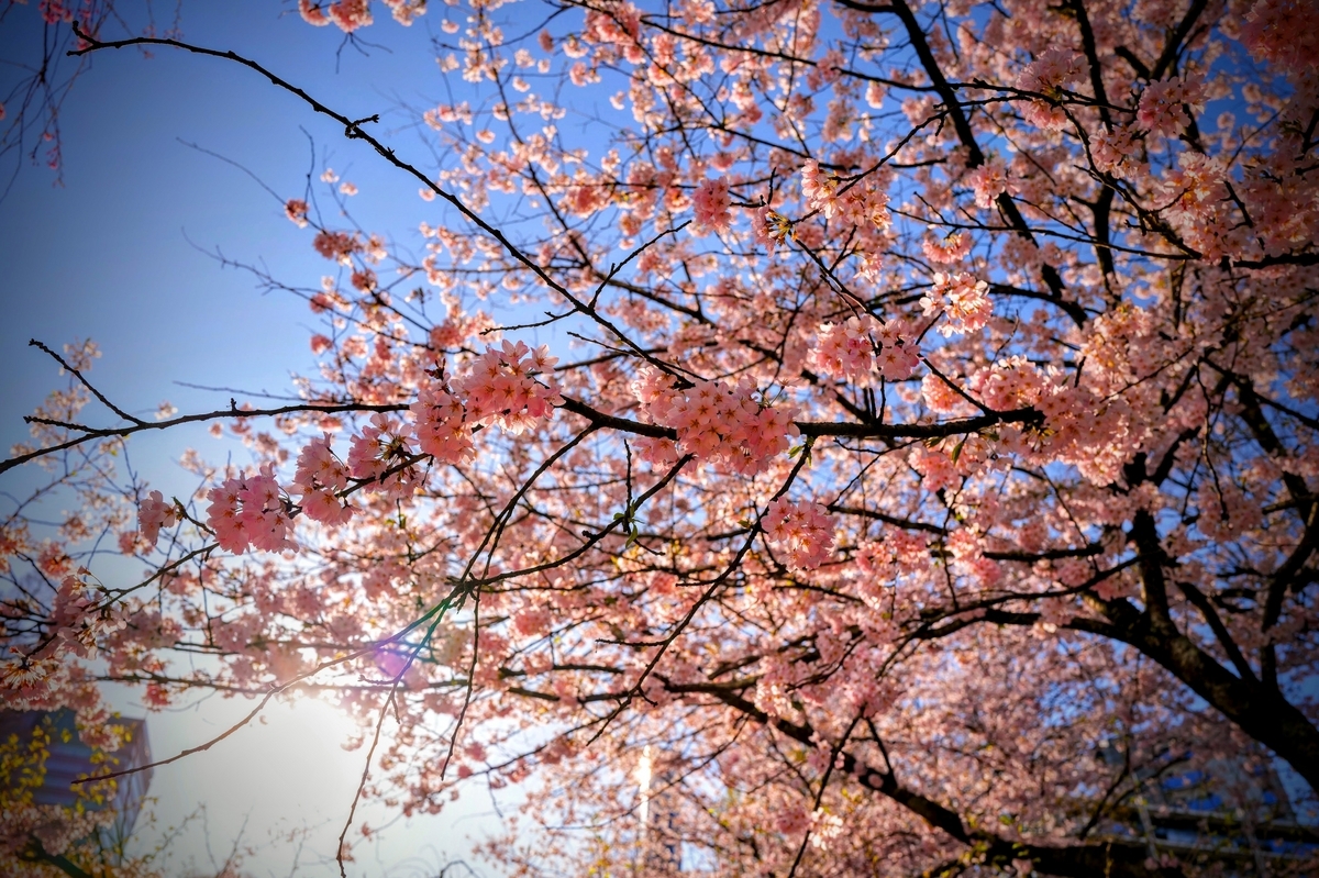 LX3❤️旅行もお散歩もライカで綺麗❤️ライカ大口径神レンズ搭載❤️スマホに画像転送 LX3❤️旅行もお散歩もライカで綺麗❤️ライカ大口径神レンズ