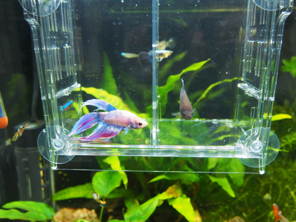 ステートメント 囲い 制約 ベタ サテライト Omoto Restaurant Com