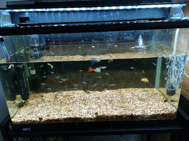 水槽の掃除してみた ダイス ニュース