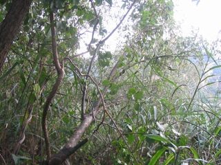 f:id:honmal:20090927165314j:image