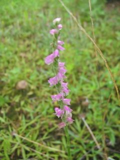 f:id:honmal:20100704154012j:image