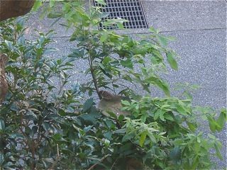 f:id:honmal:20100718071339j:image
