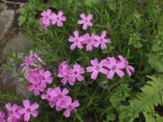 f:id:honmal:20110504172622j:image