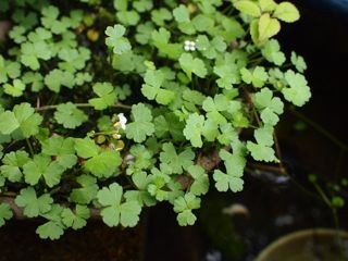 f:id:honmal:20110521091537j:image:w360