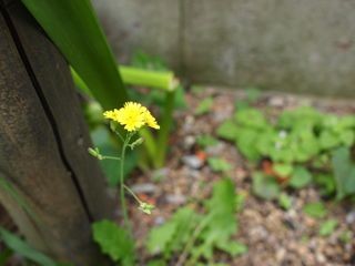 f:id:honmal:20110521091818j:image:w360