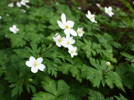 f:id:honmal:20120520111117j:image:w360