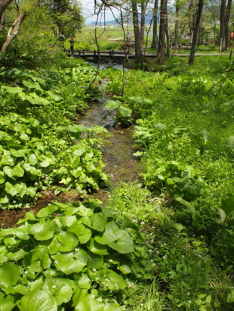 f:id:honmal:20120520112915j:image:w360