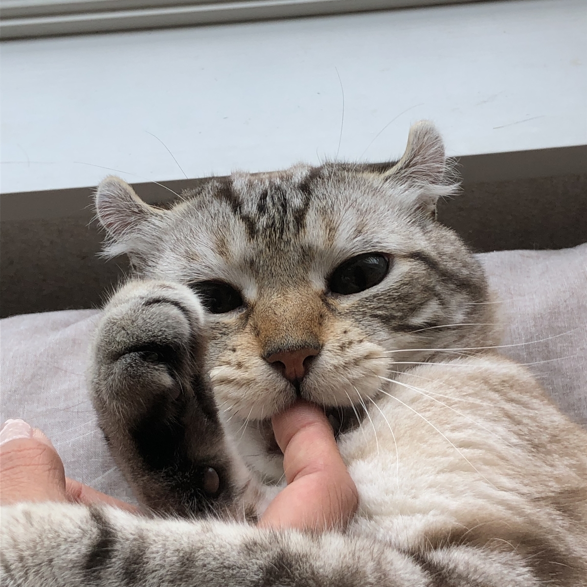 f:id:honny82-jeeno:20190719005141j:plain f:id:honny82-jeeno:20190719005141j:plain