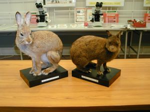 f:id:honobono-mode:20180714171555j:plain