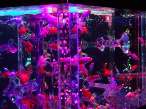 f:id:honobonowahuu:20180803012202j:image f:id:honobonowahuu:20180803012202j:image
