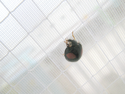 f:id:honokasha:20120521110305j:image f:id:honokasha:20120521110305j:image