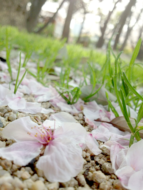 f:id:honokasha:20130401171955j:image:w360 f:id:honokasha:20130401171955j:image:w360