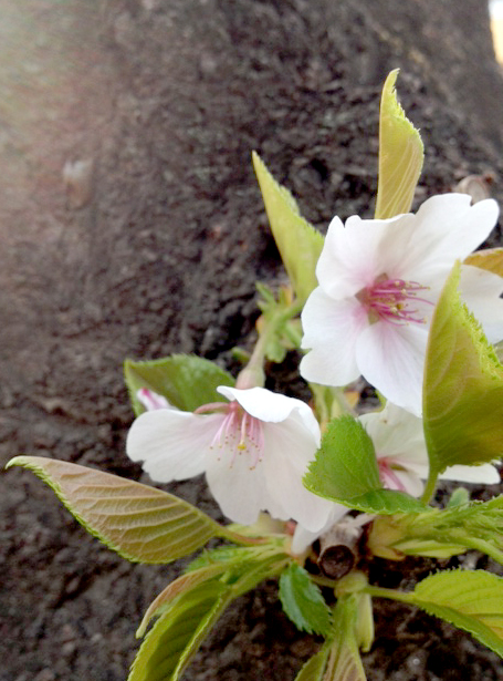 f:id:honokasha:20130401171958j:image:w360 f:id:honokasha:20130401171958j:image:w360