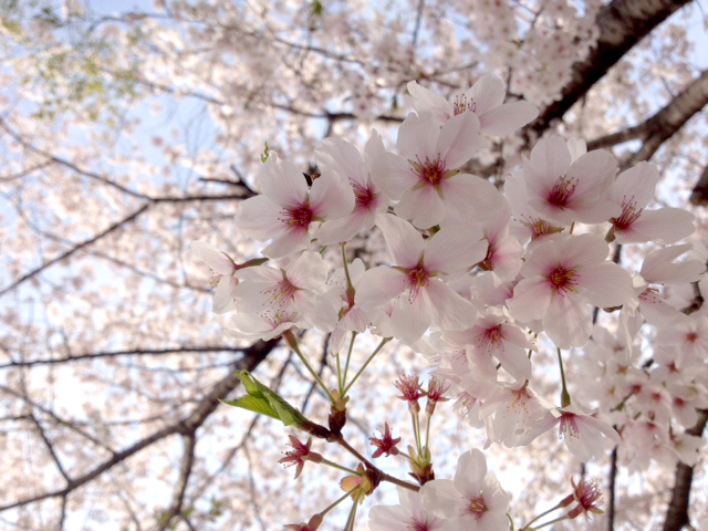 f:id:honokasha:20130401172001j:image:w360 f:id:honokasha:20130401172001j:image:w360