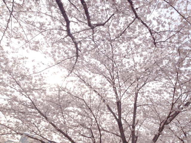 f:id:honokasha:20130401173035j:image:w360 f:id:honokasha:20130401173035j:image:w360